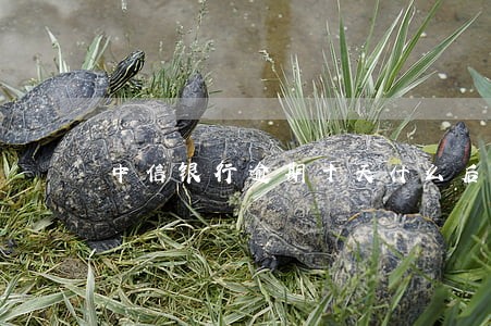 中信银行逾期十天什么后果