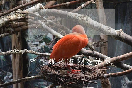 中信银行逾期签协议 中信银行逾期签协议