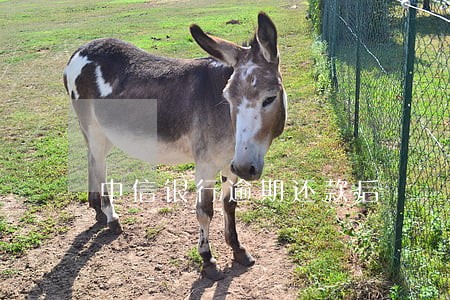 中信银行逾期还款后 中信银行逾期还款后