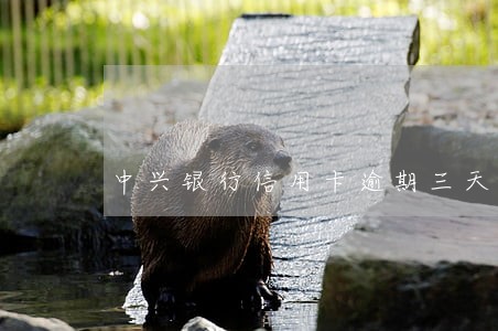 中兴银行信用卡逾期三天 中兴银行信用卡逾期三天