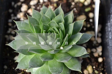 中再融逾期回款 中再融逾期回款