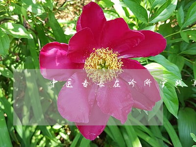 中医专长在诊所实践算违法吗 中医专长在诊所实践算违法吗