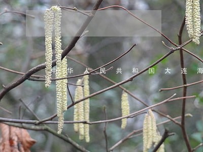 中华人民共和国大连海事法院公告 中华人民共和国大连海事法院公告