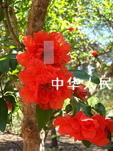 中华人民共和国民法总则则 中华人民共和国民法总则则