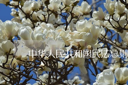 中华人民共和国民法总则学习专题 中华人民共和国民法总则学习专题