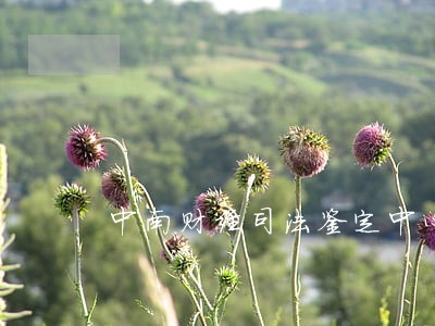 中南财经司法鉴定中心 中南财经司法鉴定中心