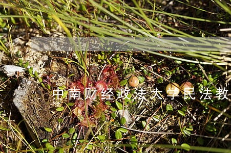 中南财经政法大学民法教学视频