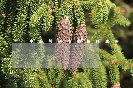 中卫劳动仲裁在线咨询 中卫劳动仲裁在线咨询