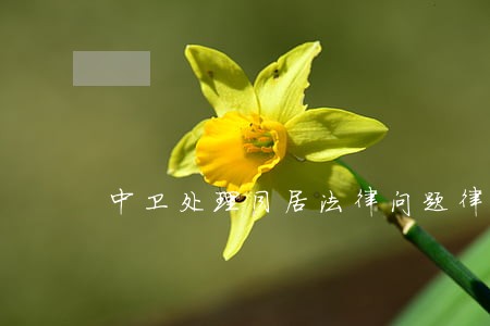 中卫处理同居法律问题律师 中卫处理同居法律问题律师