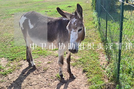 中卫市协助组织卖淫罪律师咨询 中卫市协助组织卖淫罪律师咨询