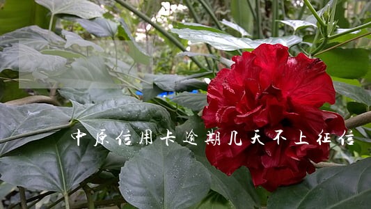 中原信用卡逾期几天不上征信 中原信用卡逾期几天不上征信