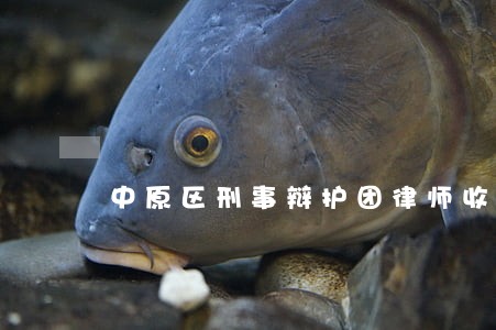 中原区刑事辩护团律师收费标准 中原区刑事辩护团律师收费标准