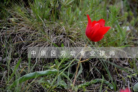 中原区劳动专业律师 中原区劳动专业律师