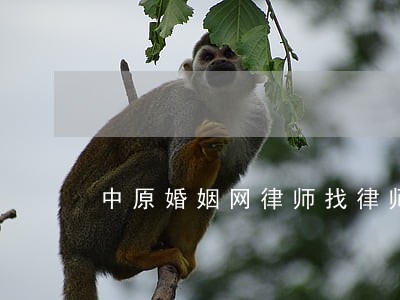 中原婚姻网律师找律师 中原婚姻网律师找律师