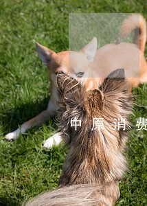 中原消费逾期16天 中原消费逾期16天