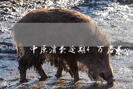 中原消费逾期4万后果 中原消费逾期4万后果