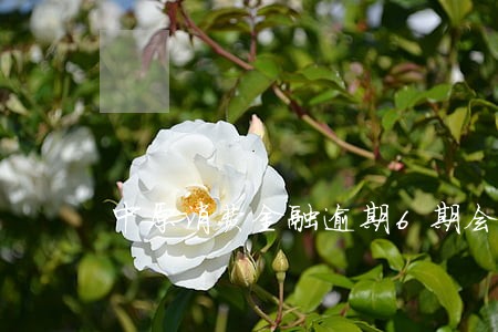 中原消费金融逾期6期会怎么样 中原消费金融逾期6期会怎么样
