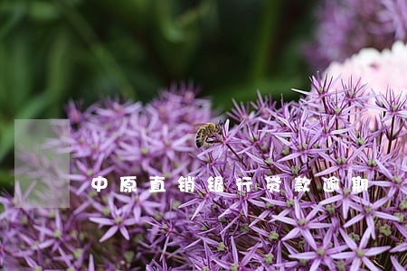 中原直销银行贷款逾期