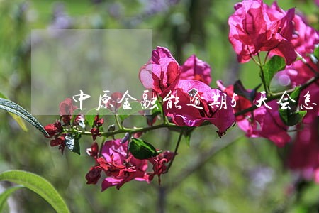 中原金融能逾期5天会怎么样 中原金融能逾期5天会怎么样