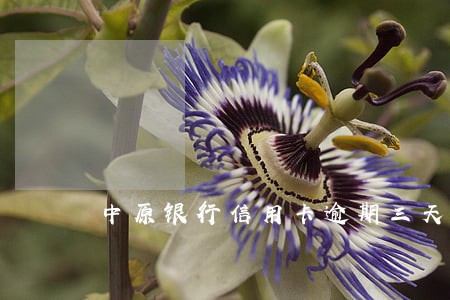 中原银行信用卡逾期三天还款 中原银行信用卡逾期三天还款