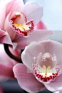 中原银行逾期1天 中原银行逾期1天