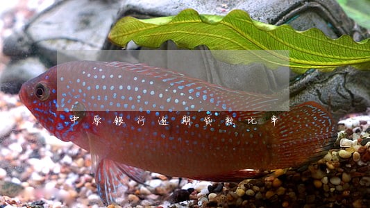 中原银行逾期贷款比率 中原银行逾期贷款比率