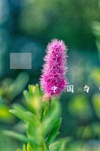 中国与中亚石油合作的法律机制