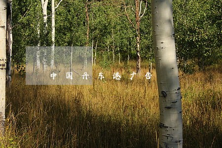 中国丹东港广告 中国丹东港广告