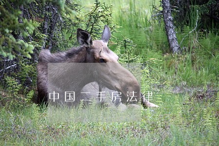 中国二手房法律