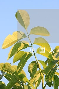 中国人在国外贷款逾期了