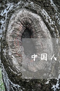 中国人民国民法86条 中国人民国民法86条