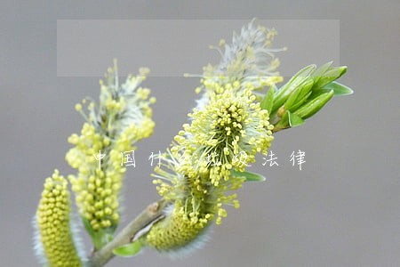 中国什么垃圾法律 中国什么垃圾法律