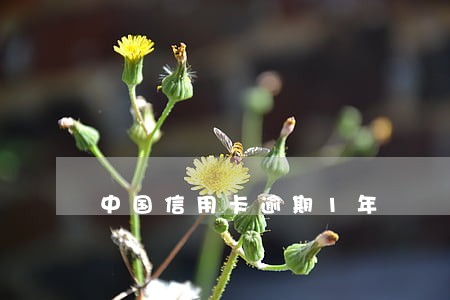 中国信用卡逾期1年