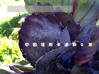 中国信用卡逾期2年 中国信用卡逾期2年