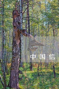 中国信用卡逾期了两个账单