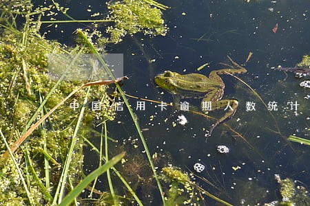 中国信用卡逾期人数统计