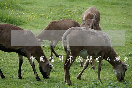 中国信用卡逾期可以减免利息吗 中国信用卡逾期可以减免利息吗