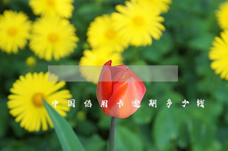 中国信用卡逾期多少钱 中国信用卡逾期多少钱