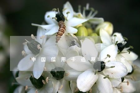 中国信用卡逾期滞纳金 中国信用卡逾期滞纳金