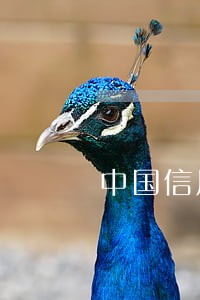 中国信用卡逾期现象 中国信用卡逾期现象