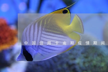 中国信用卡逾期疫情期间 中国信用卡逾期疫情期间