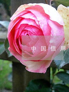 中国信用逾期情况