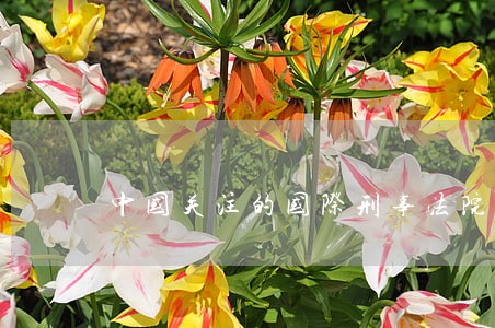中国关注的国际刑事法院问题 中国关注的国际刑事法院问题