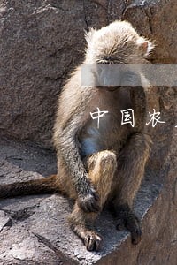 中国农业银行信用卡逾期会怎样 中国农业银行信用卡逾期会怎样