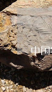 中国农业银行信用卡逾期十天 中国农业银行信用卡逾期十天