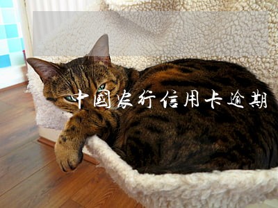 中国农行信用卡逾期 中国农行信用卡逾期