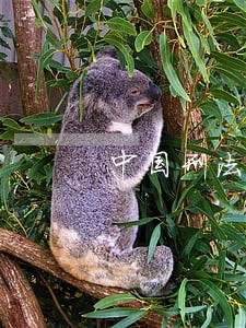 中国刑法的缺陷 中国刑法的缺陷