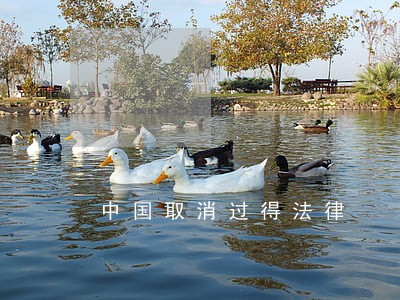中国取消过得法律