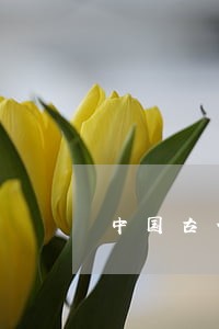 中国古代司法的疑罪从无阅读
