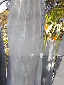 中国古代法律制度的历史作用 中国古代法律制度的历史作用